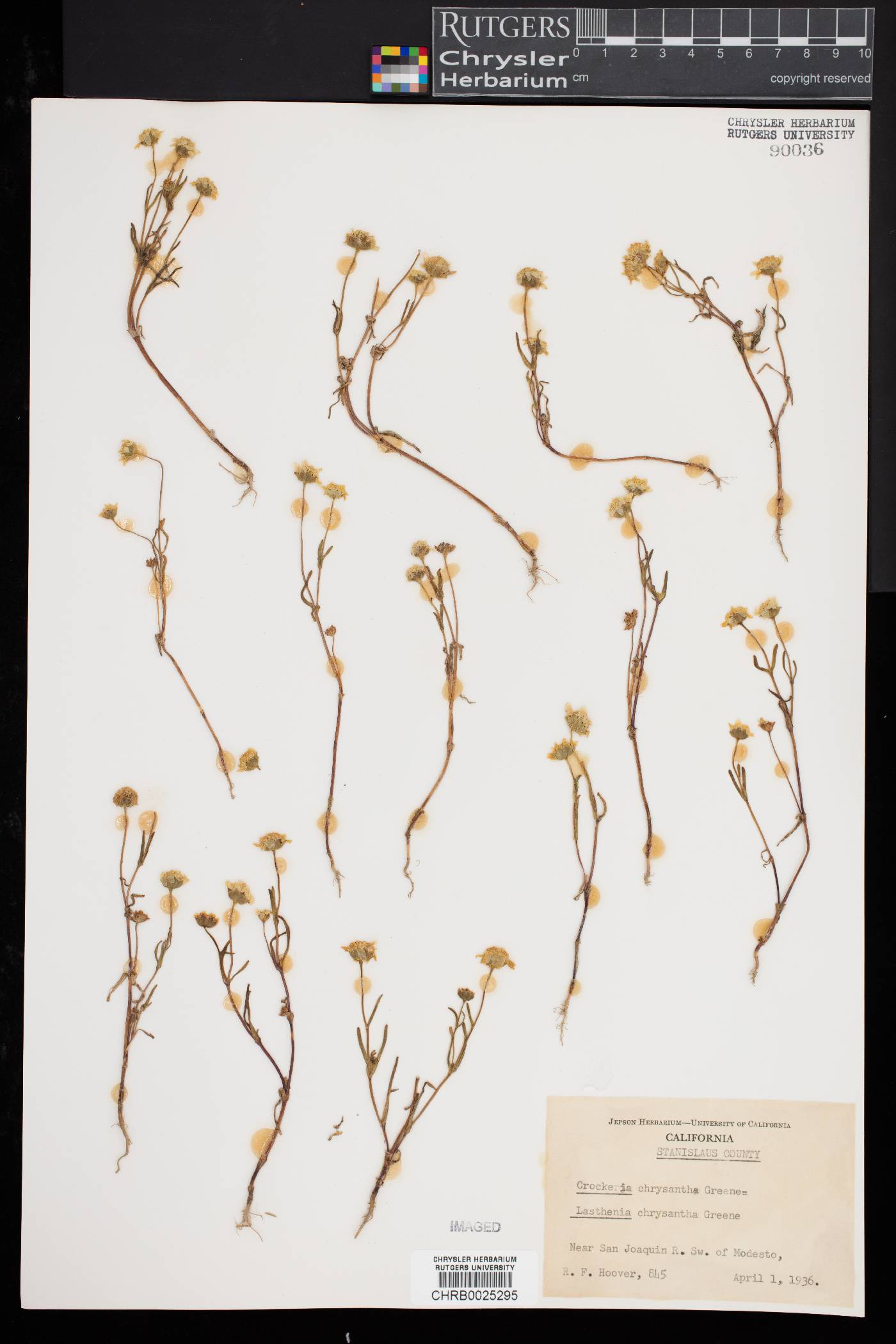 Lasthenia chrysantha image