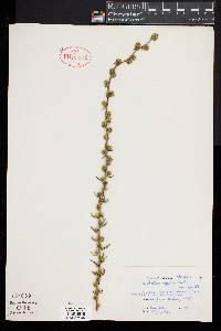 Liatris aspera image