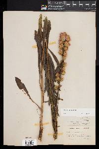 Liatris aspera image