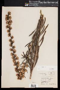 Liatris aspera image