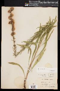 Liatris aspera image