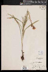 Liatris cylindracea image