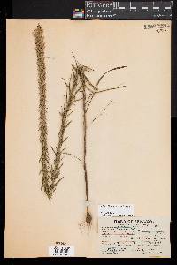 Liatris elegans image