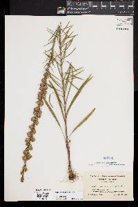 Liatris pilosa image