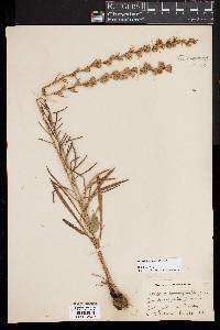 Liatris pilosa image