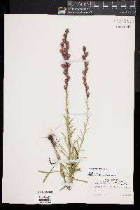 Liatris pilosa image