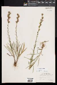 Liatris pilosa image