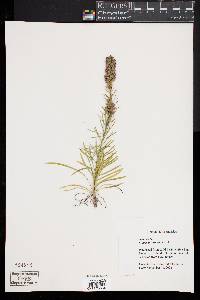 Liatris pilosa image