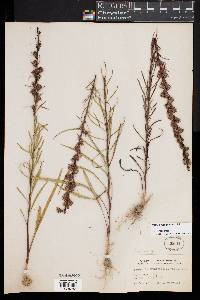 Liatris pilosa image