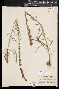 Liatris pilosa image