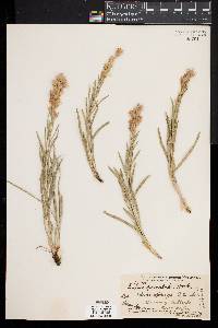 Liatris punctata image