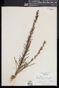 Liatris regimontis image