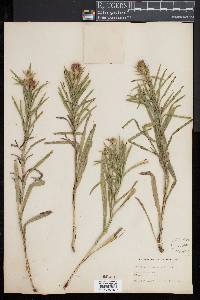 Liatris squarrosa image