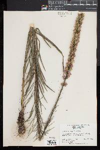 Liatris spicata image