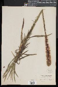 Liatris spicata image