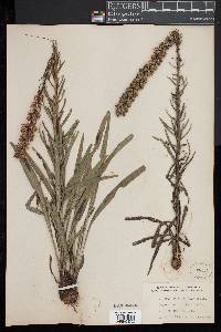 Liatris spicata image