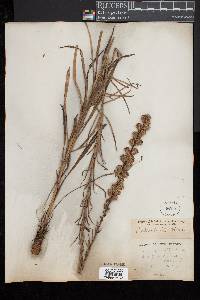 Liatris spicata image