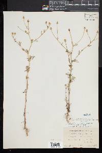 Matricaria chamomilla image