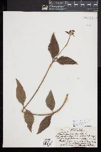 Image of Melanthera fauriei