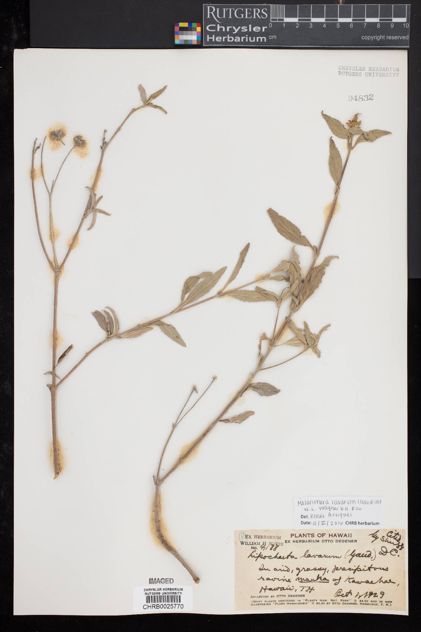 Melanthera lavarum image