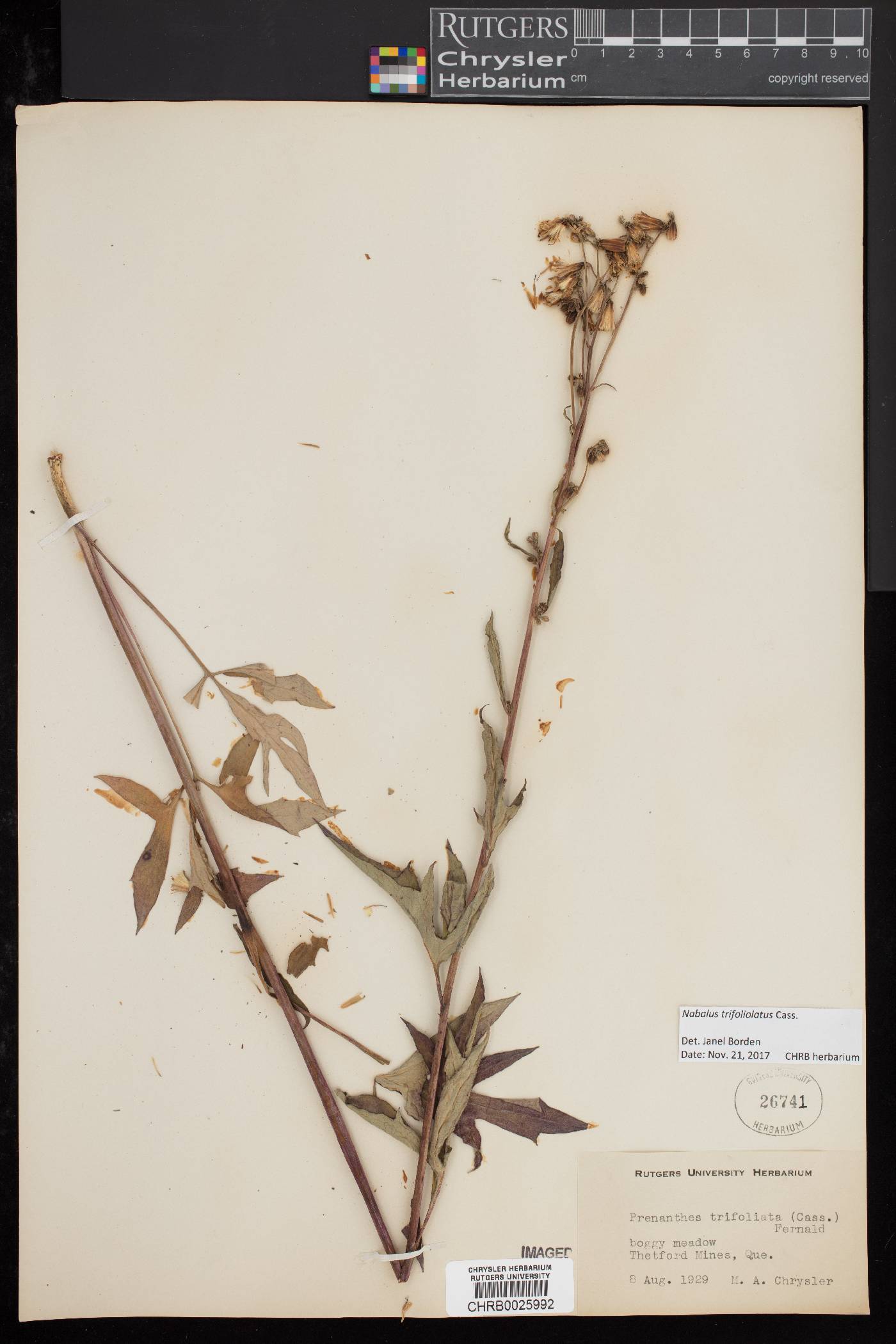 Nabalus trifoliolatus image