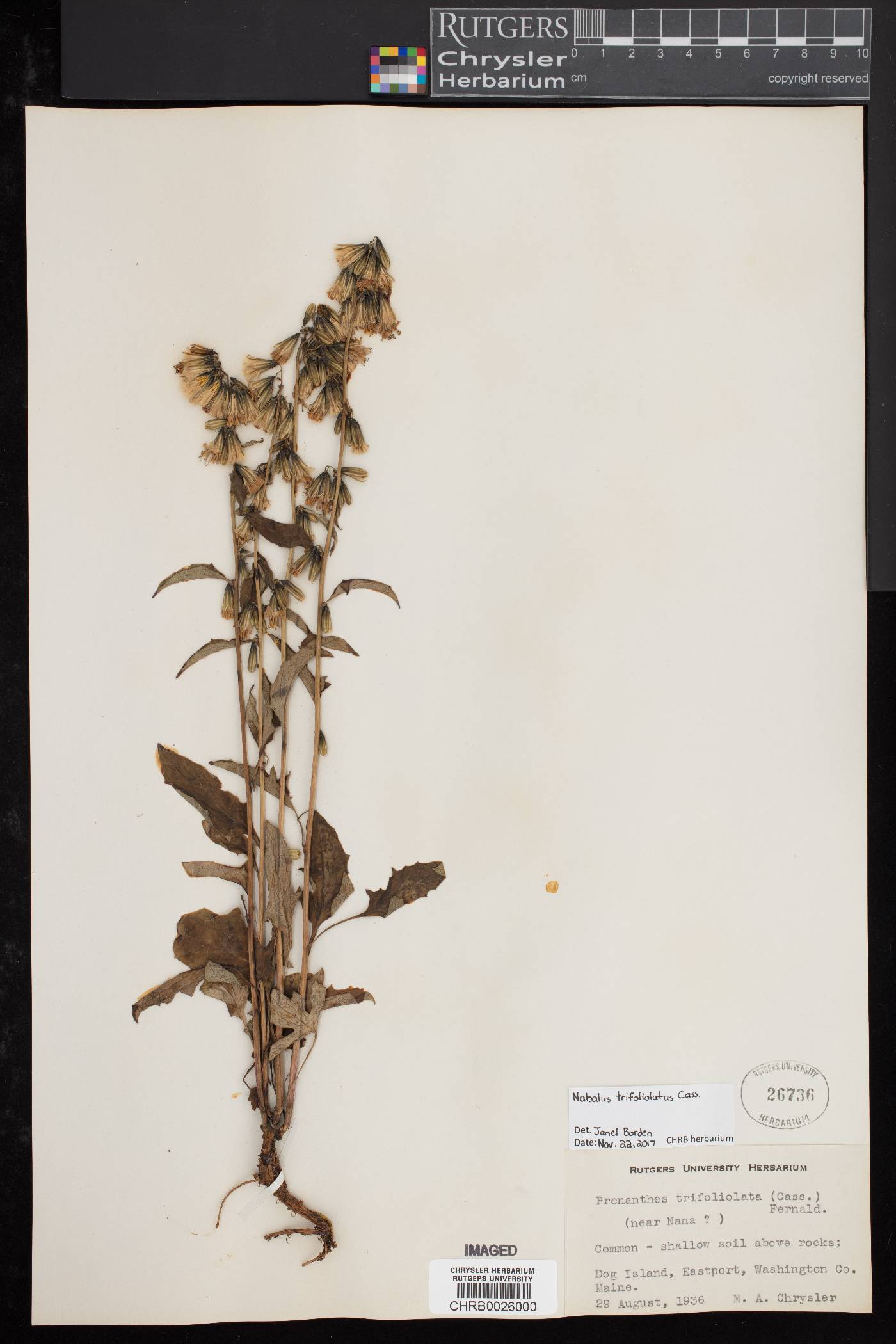 Nabalus trifoliolatus image