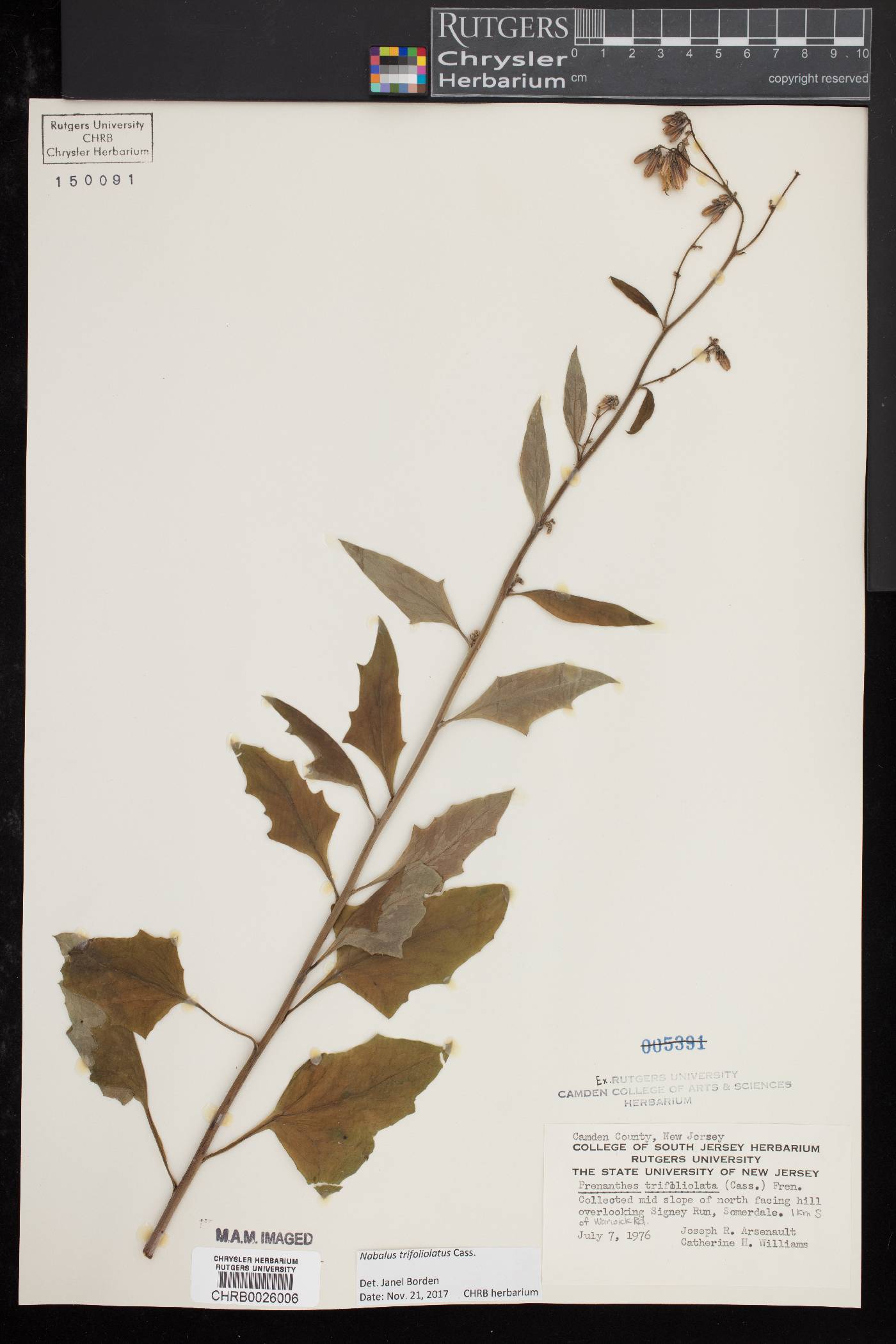 Nabalus trifoliolatus image