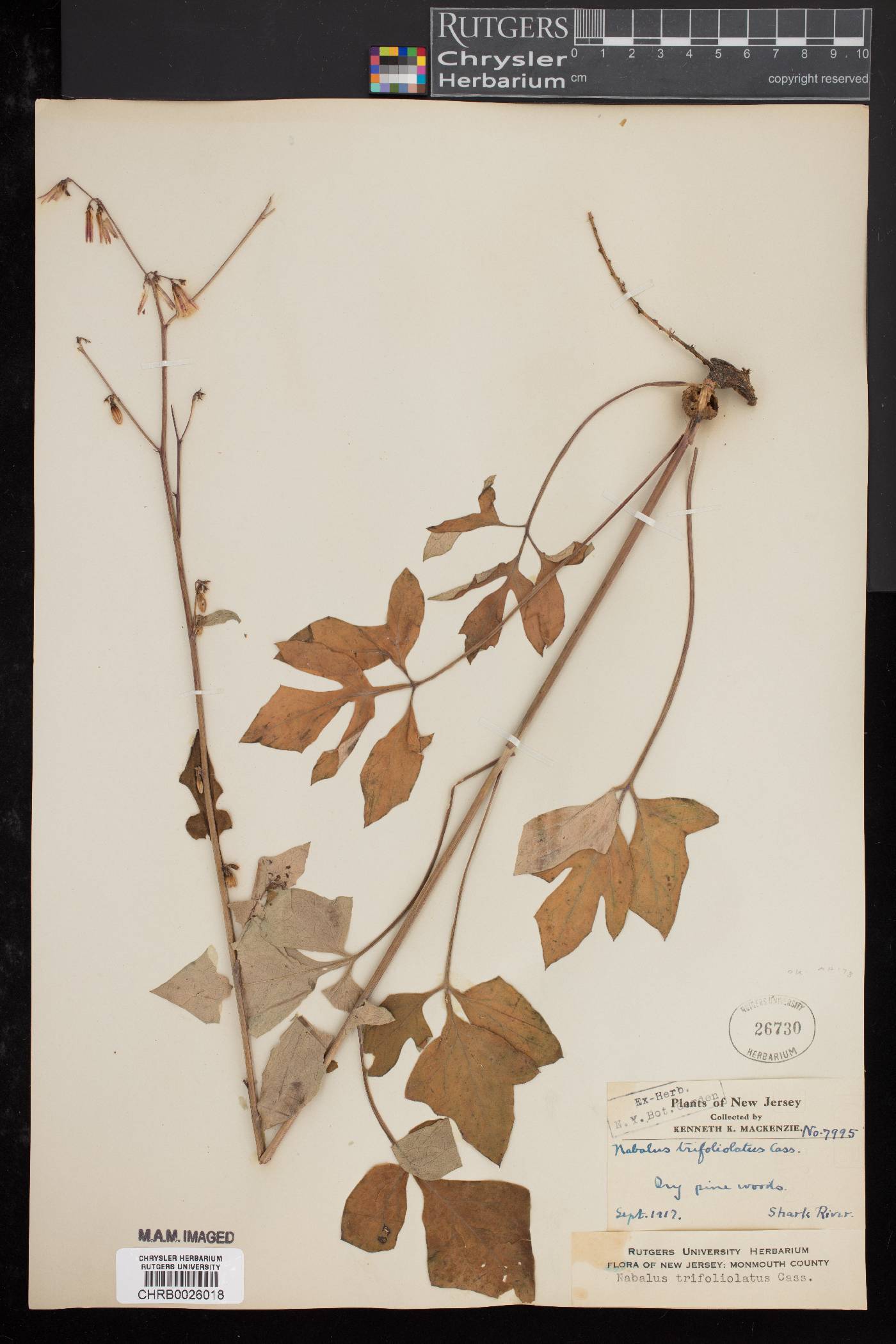 Nabalus trifoliolatus image