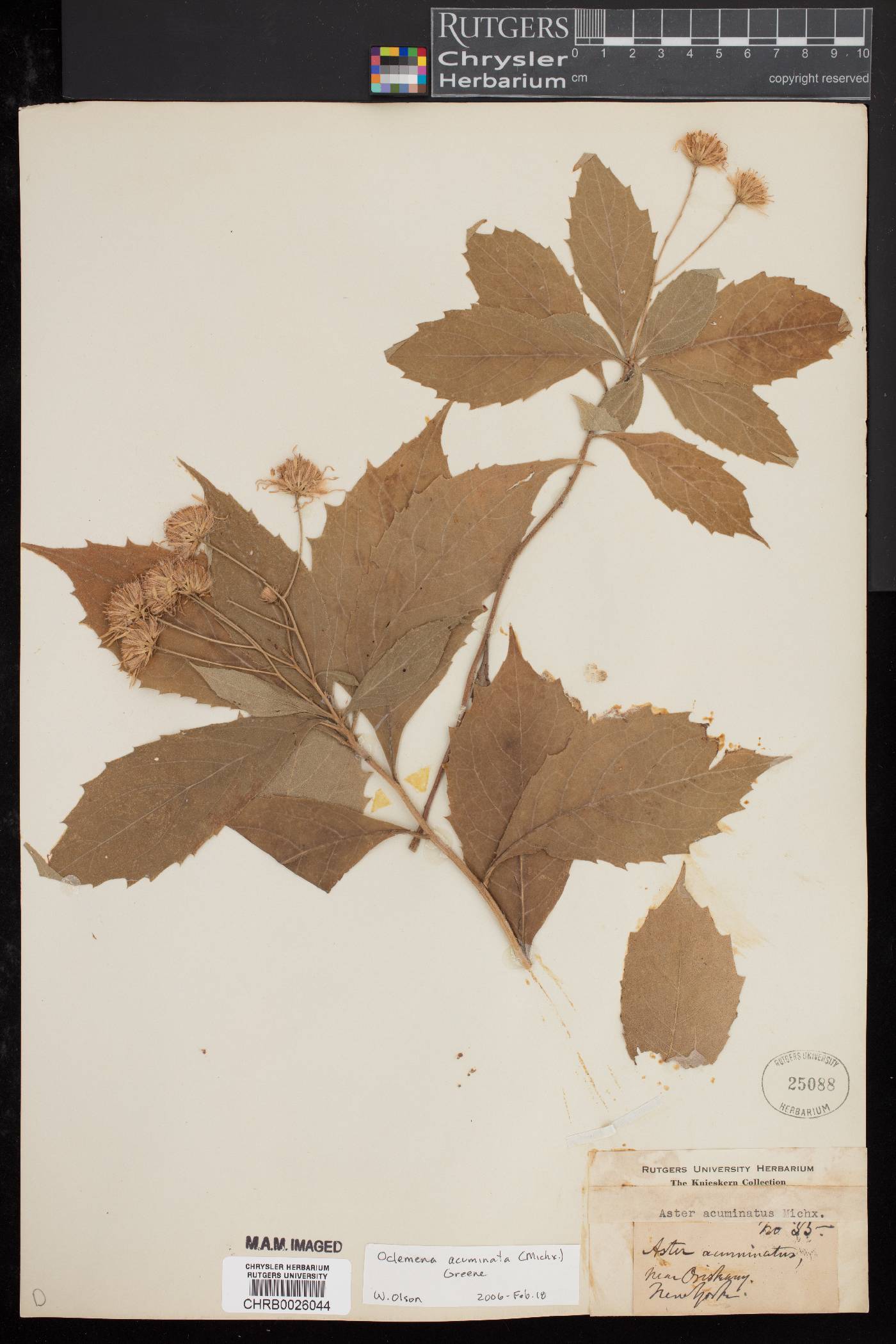 Oclemena acuminata image