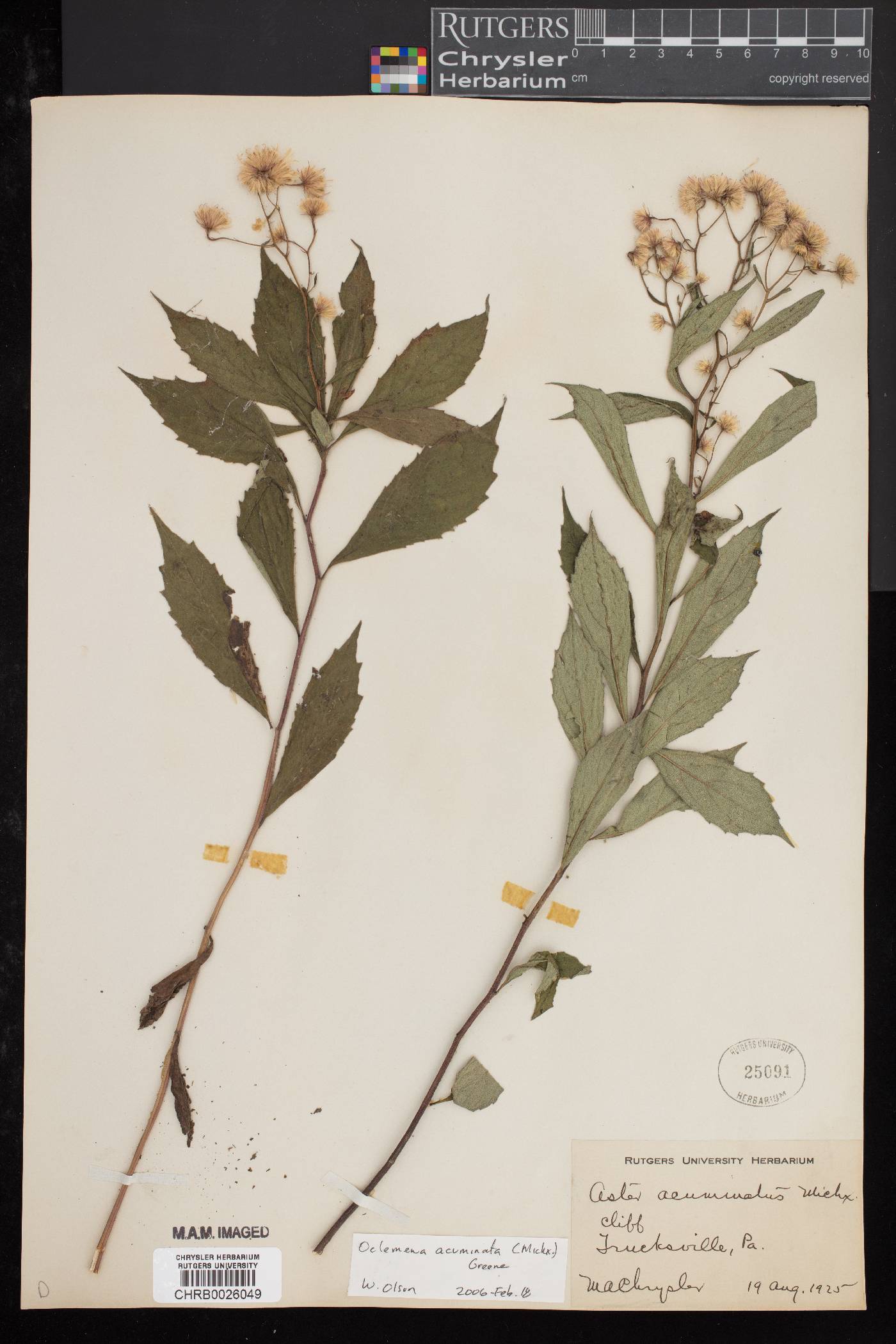 Oclemena image