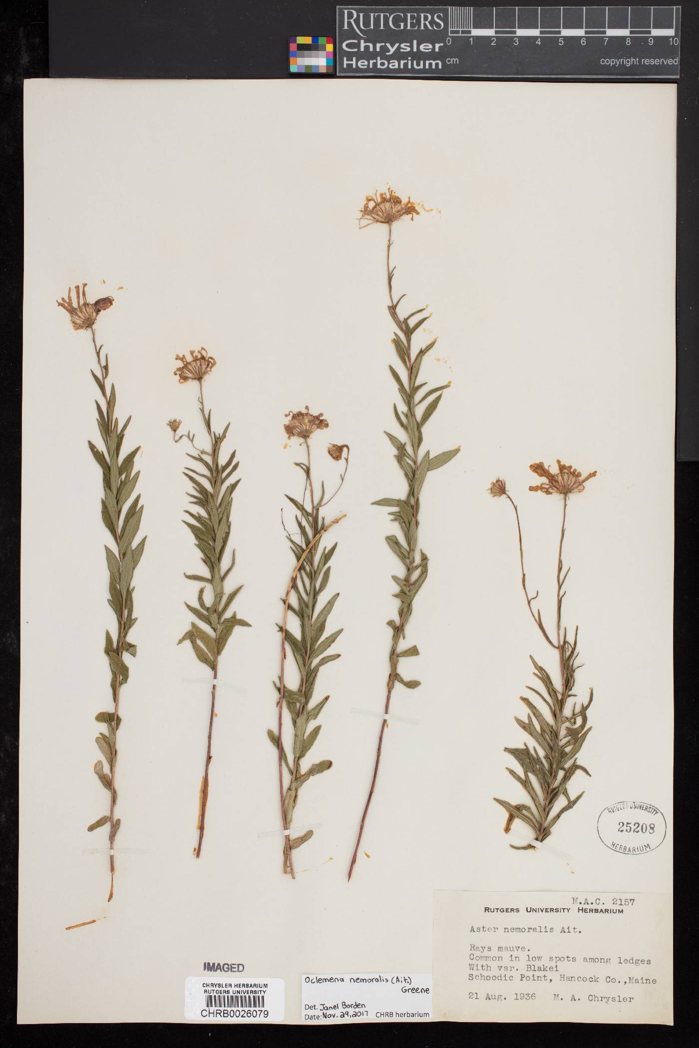 Oclemena nemoralis image