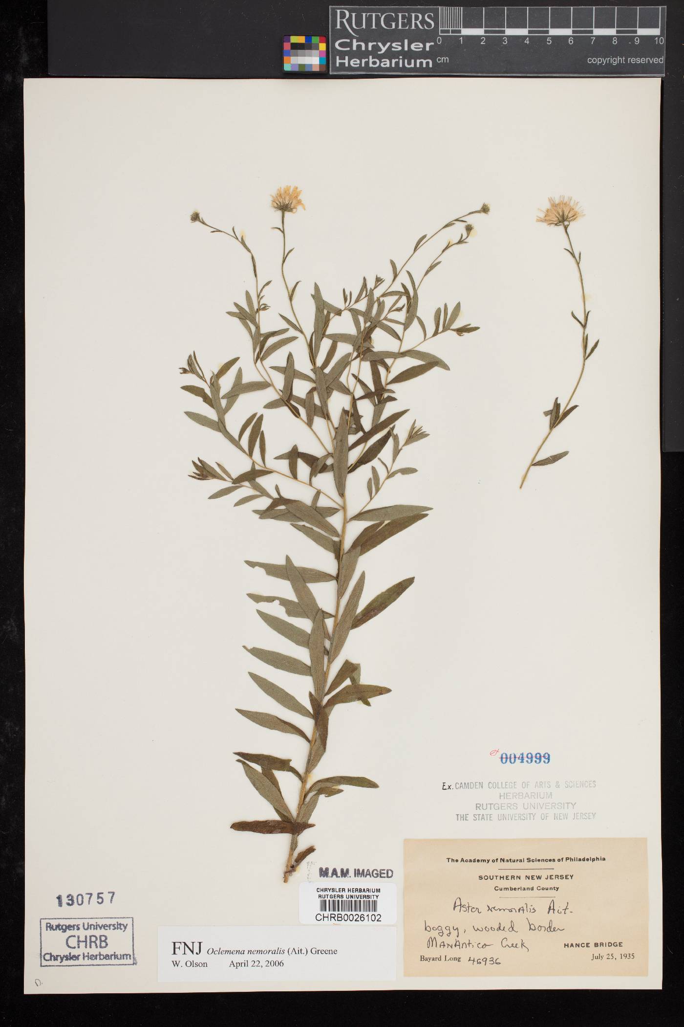 Oclemena image