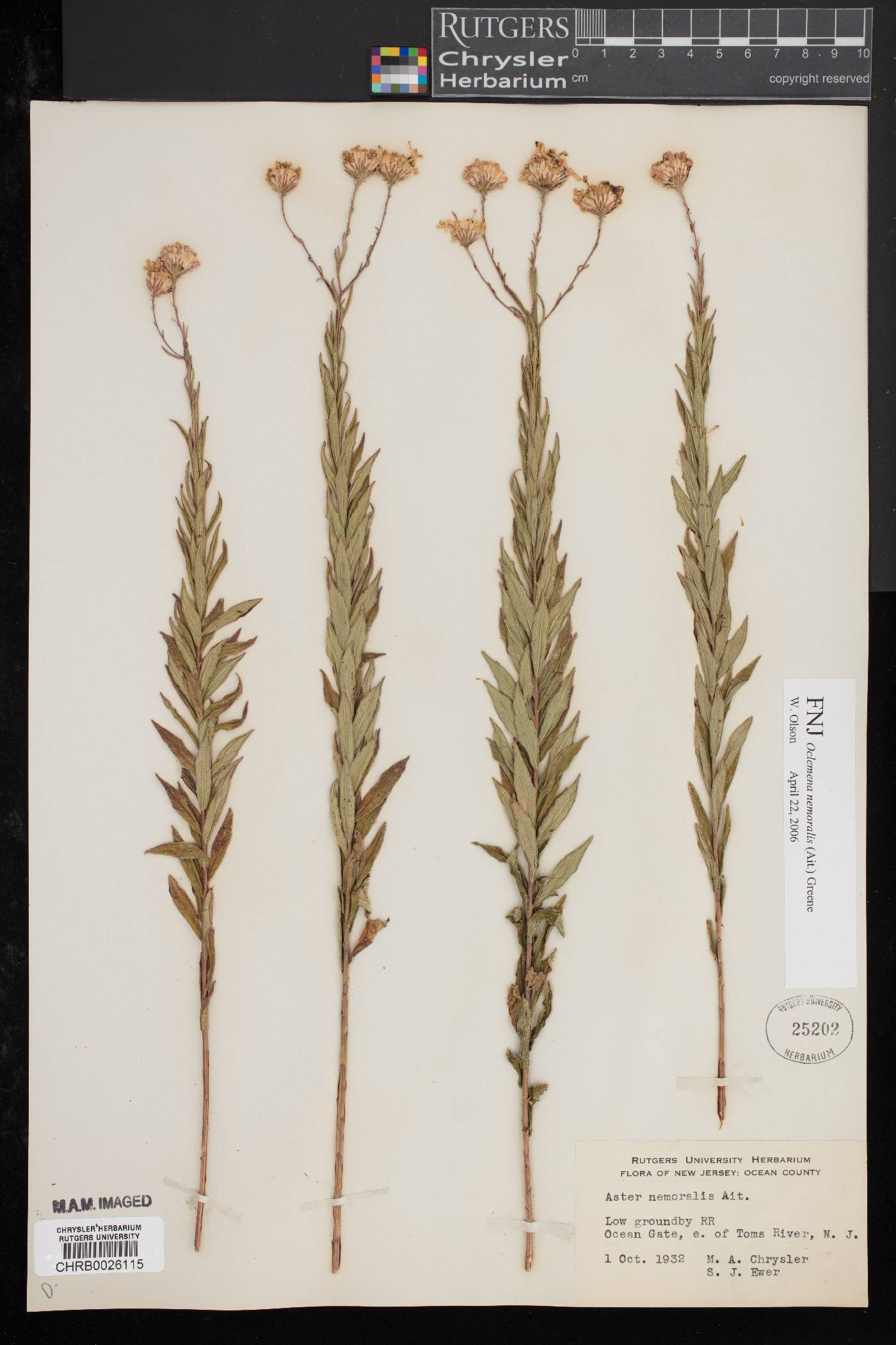 Oclemena nemoralis image