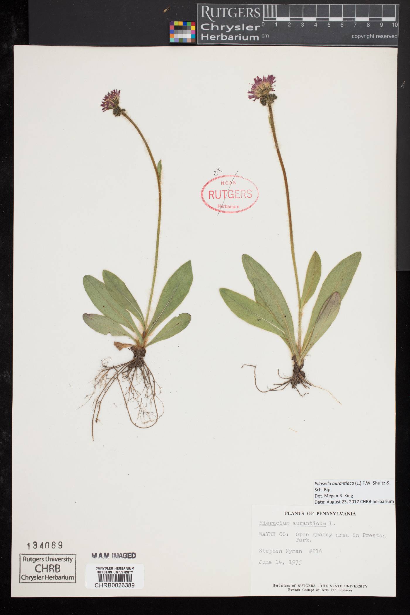 Pilosella aurantiaca image