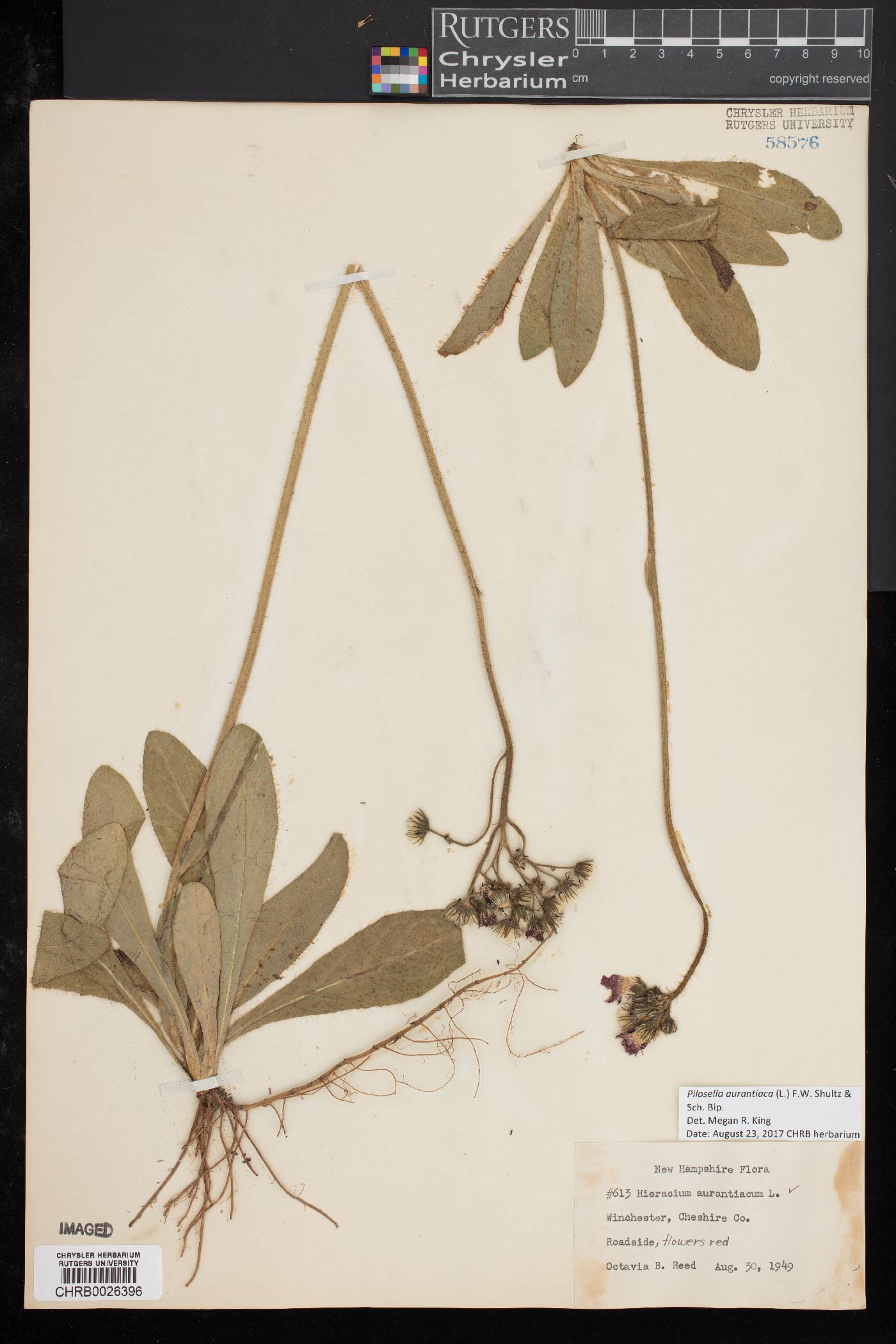 Pilosella aurantiaca image