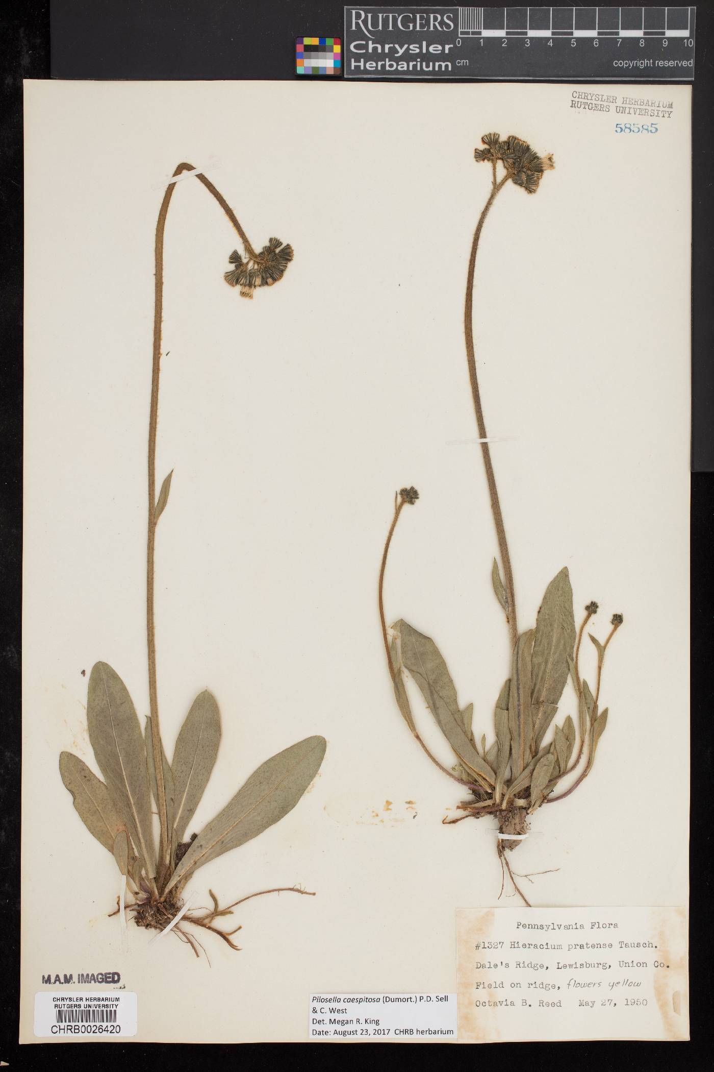 Pilosella caespitosa image
