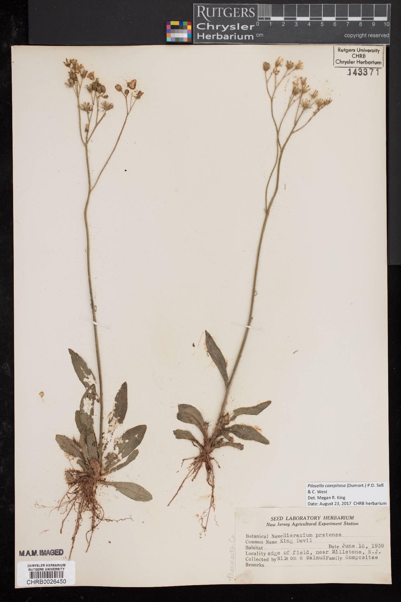 Pilosella caespitosa image