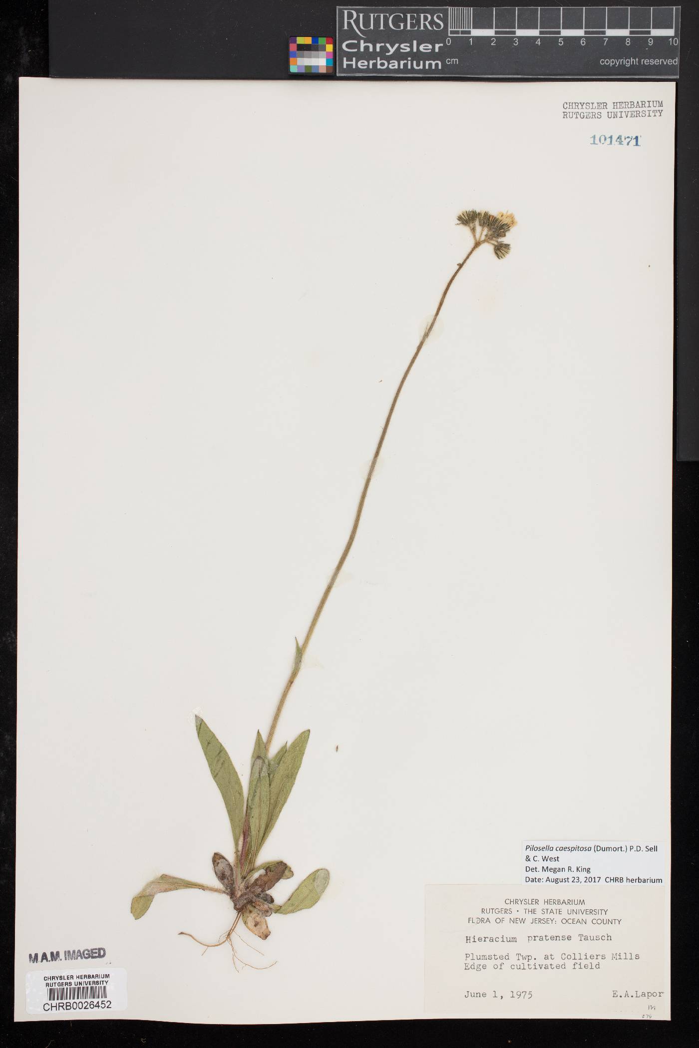 Pilosella caespitosa image