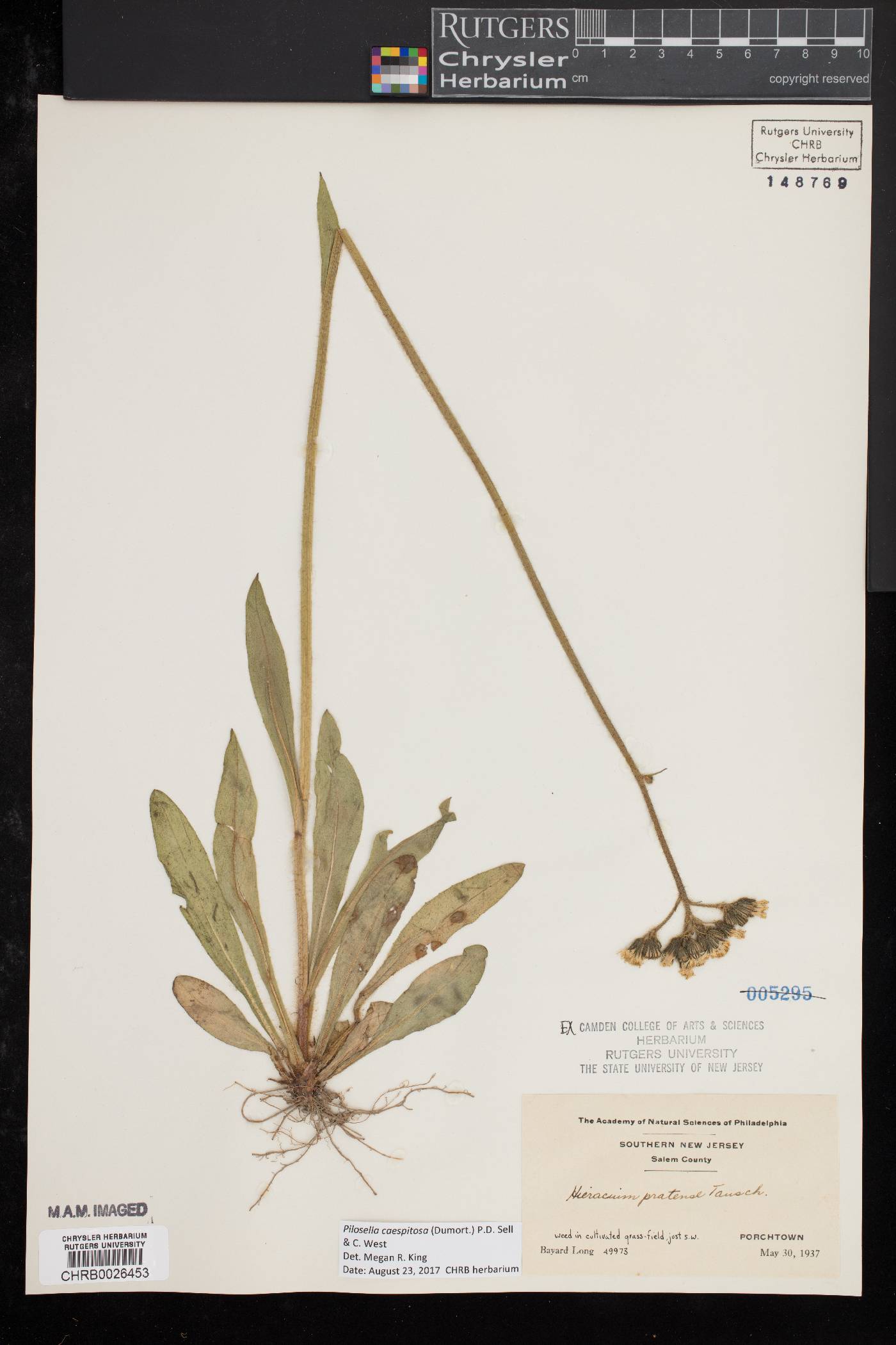 Pilosella caespitosa image