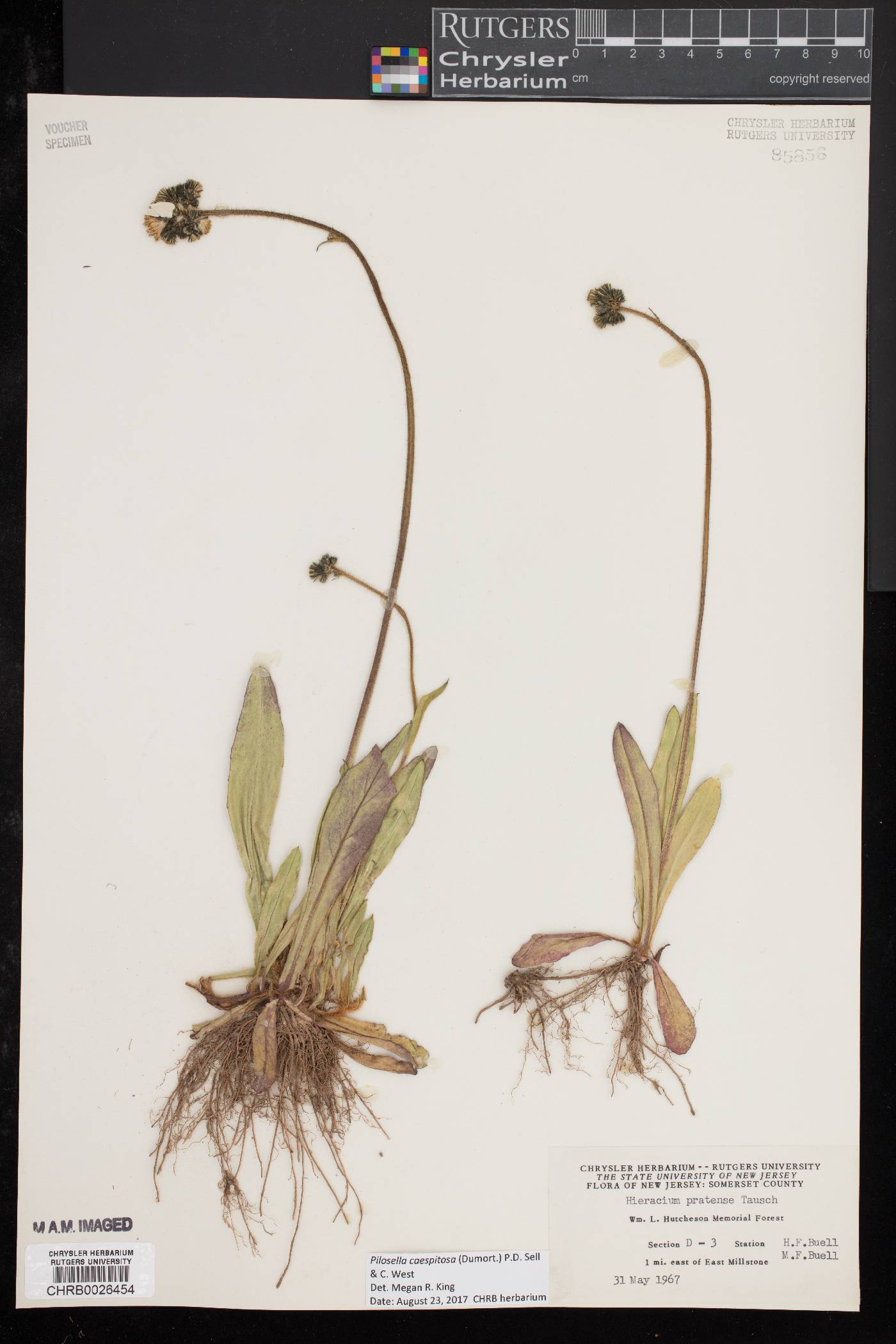Pilosella caespitosa image