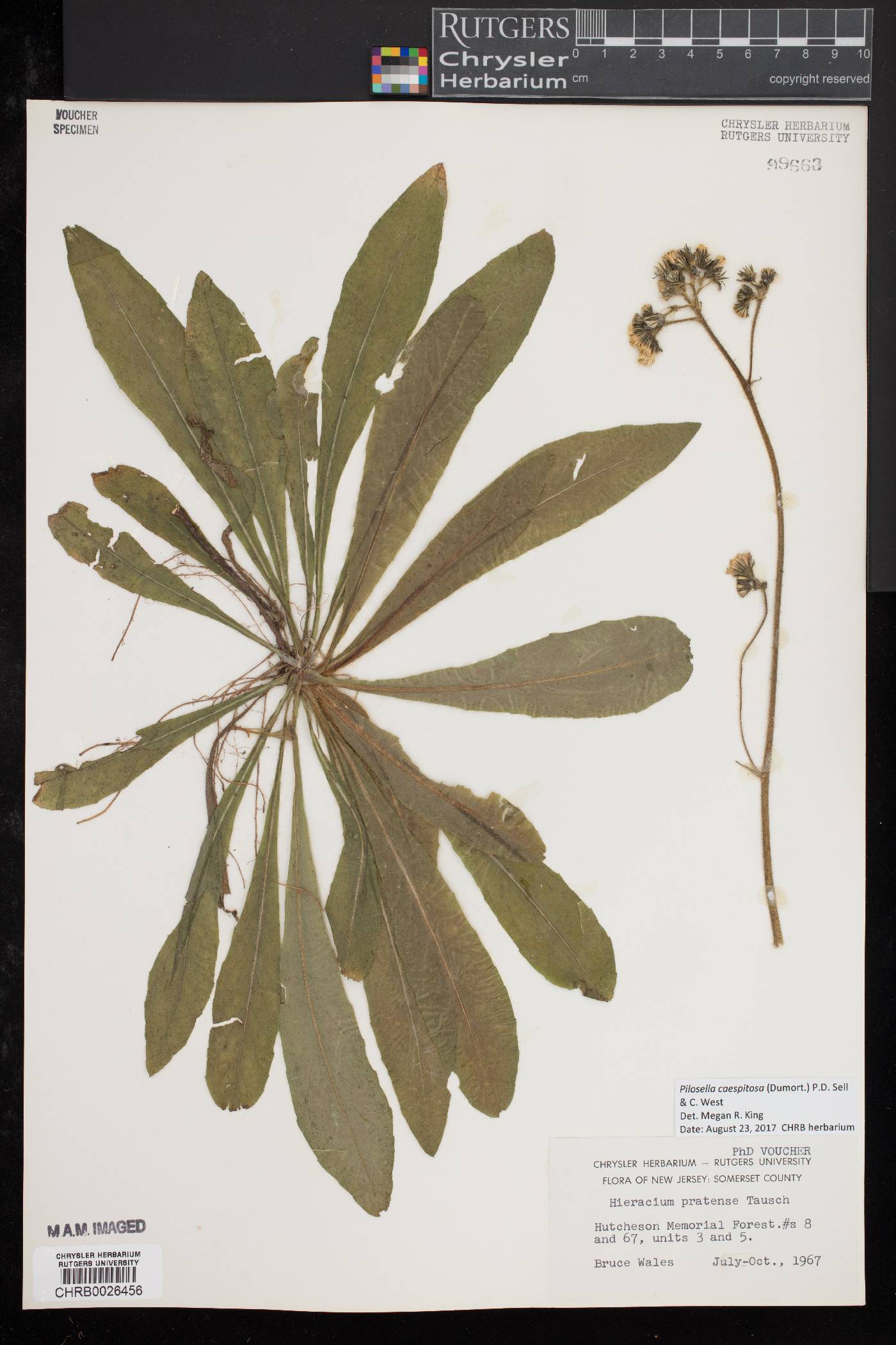 Pilosella caespitosa image