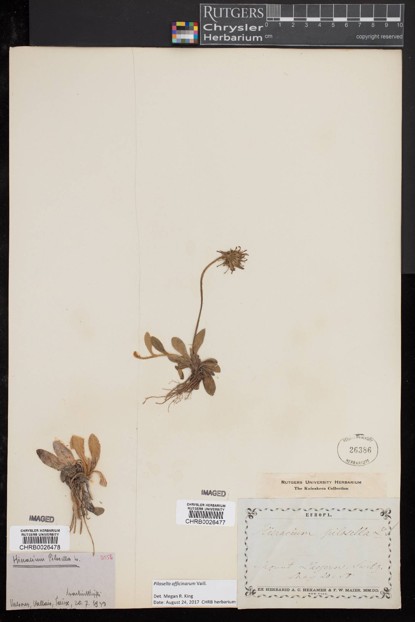 Pilosella officinarum image