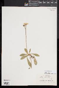 Pilosella officinarum image