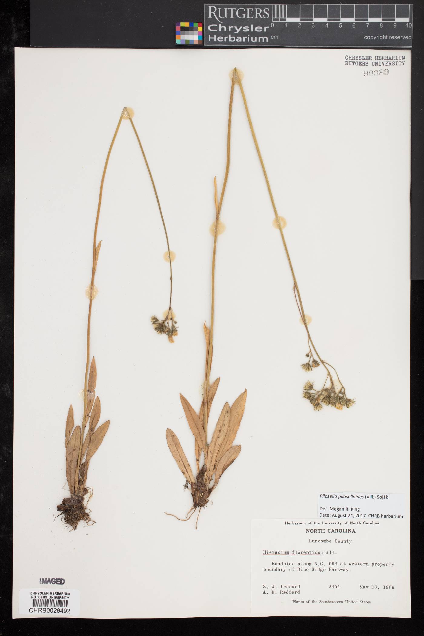 Pilosella piloselloides image