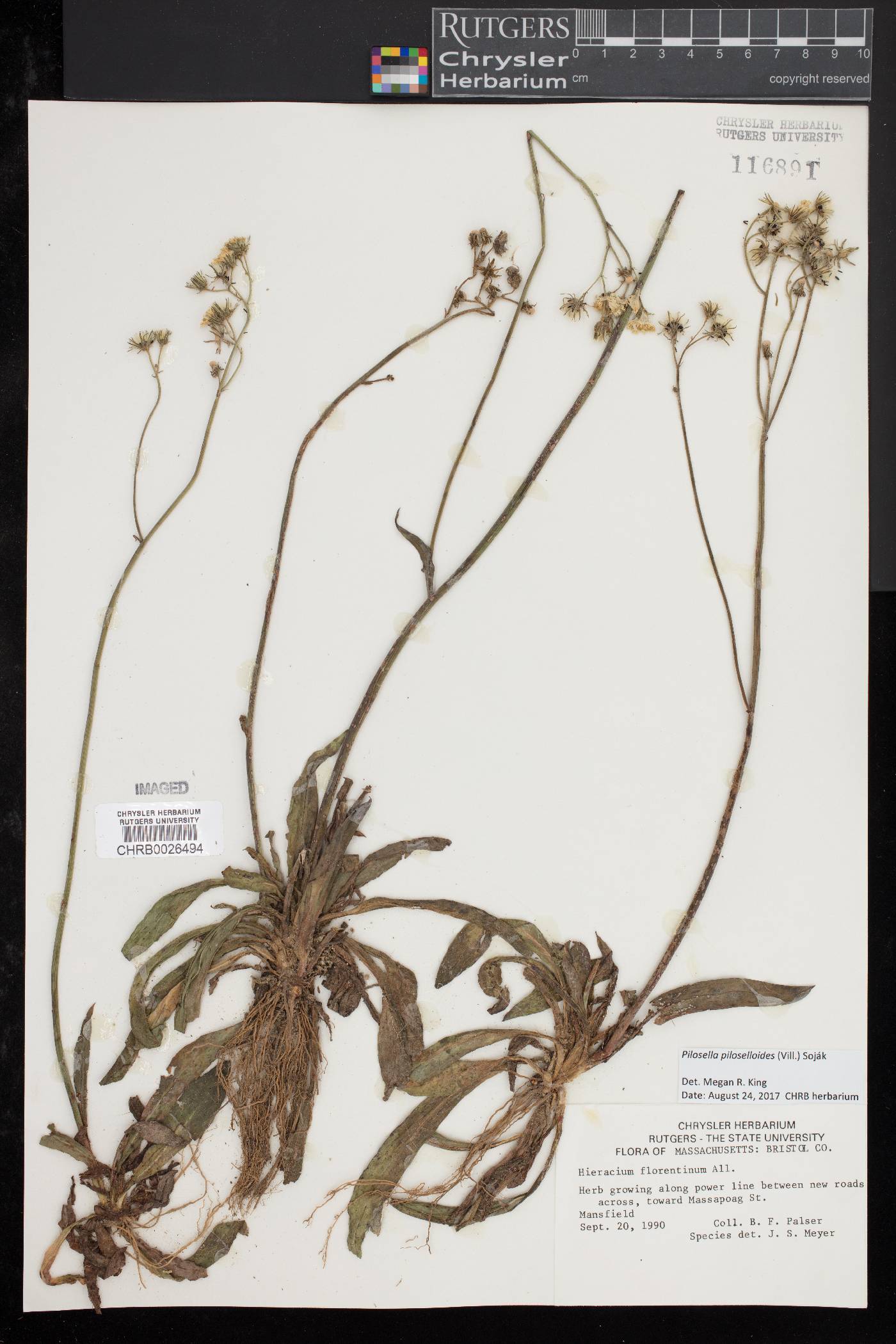 Pilosella piloselloides image
