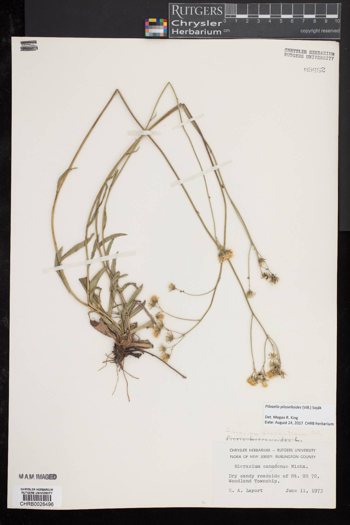 Pilosella piloselloides image