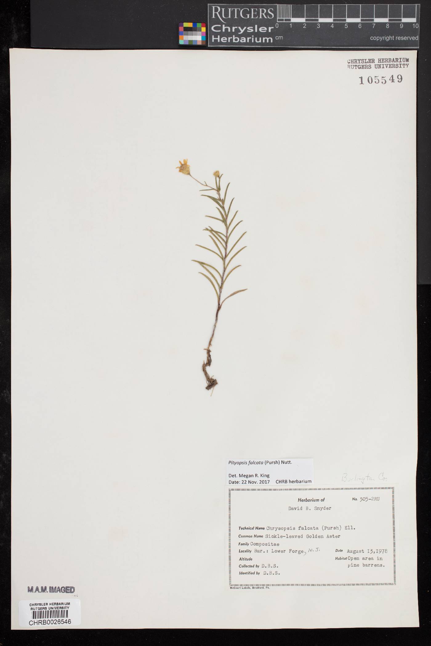 Pityopsis falcata image