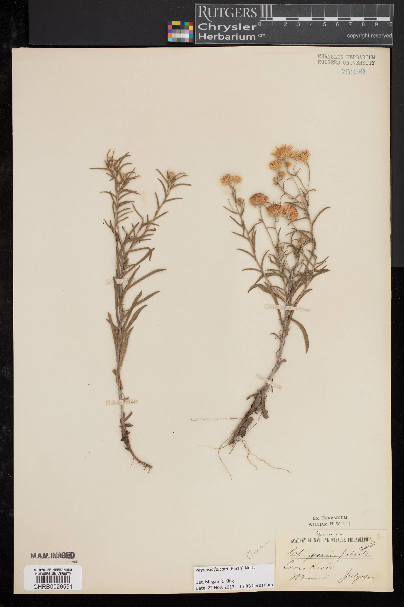 Pityopsis falcata image