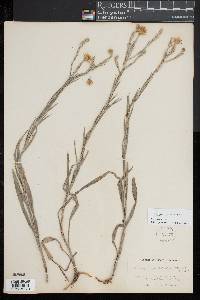 Image of Pityopsis graminifolia