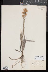 Pityopsis graminifolia image